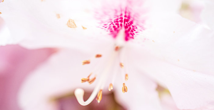 White Orchid With Pink Dots Background