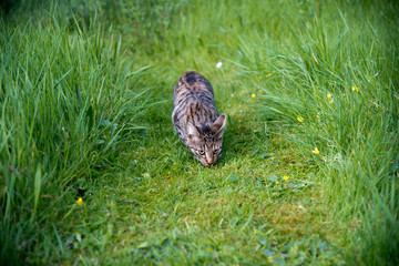 Cat in the grass