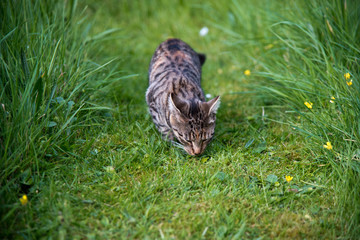Cat in the grass