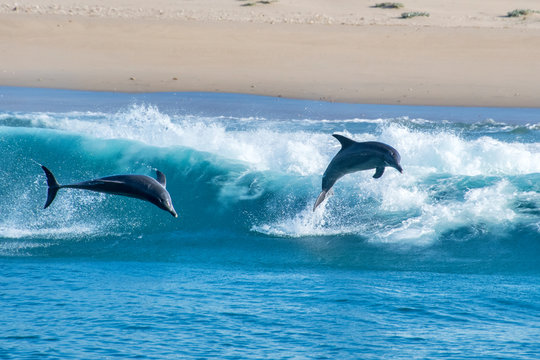 Dolphin photographed in South Africa. Picture made in 2019.