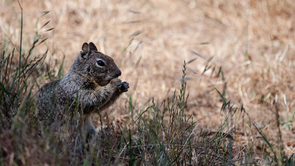 a squirrel eating grass