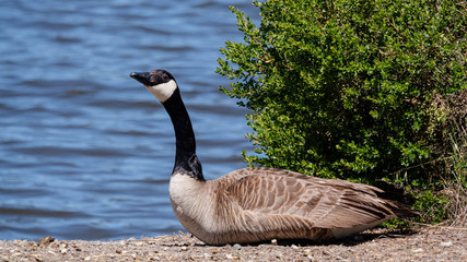 Canada Goose