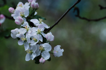 Delicate apple tree flower. Spring. Bloom.