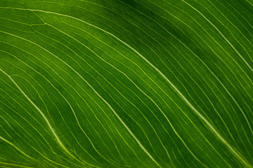 Leaf Pattern & Texture