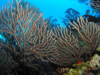 Landscape of Caribbean sea in Bay of Pigs, Cuba, underwater photograph