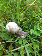 Spring snail in green grass
