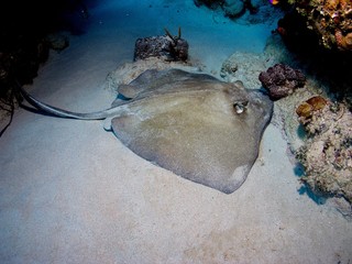 Caribbean whiptail stingray in Bay of Pigs, Cuba, underwater photograph