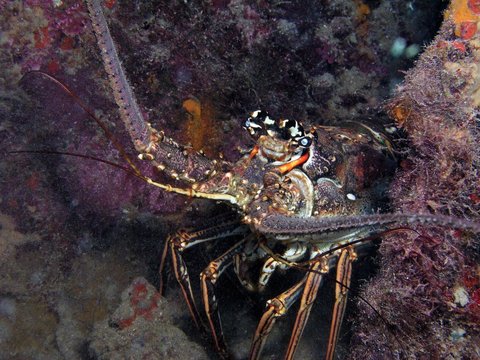 Caribbean spiny lobster in Bay of Pigs, Cuba, underwater photograph