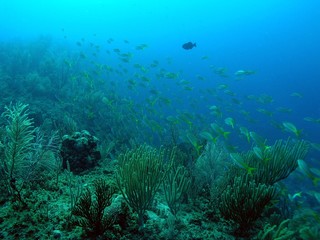 Fototapeta na wymiar Landscape of Caribbean sea in Bay of Pigs, Cuba, underwater photograph