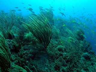 Landscape of Caribbean sea in Bay of Pigs, Cuba, underwater photograph