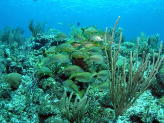 Landscape of Caribbean sea in Bay of Pigs, Cuba, underwater photograph
