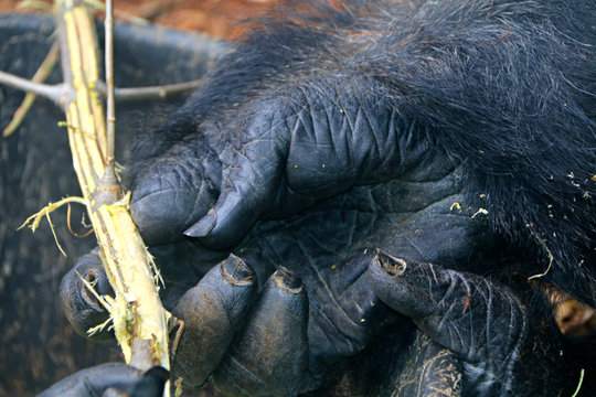gorilla hand