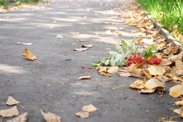 Autumn day in the Park. Leaves of trees and Rowan trees on the asphalt