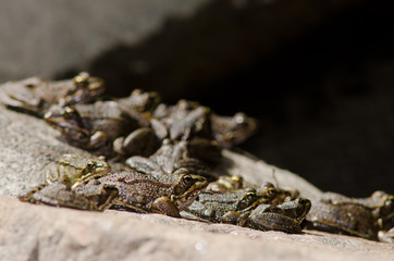 Perez's frogs Pelophylax perezi. The Nublo Rural Park. Tejeda. Gran Canaria. Canary Islands. Spain.
