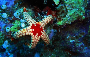 Elegant sea star in Arabian sea, Baa Atoll, Maldives, underwater photograph 