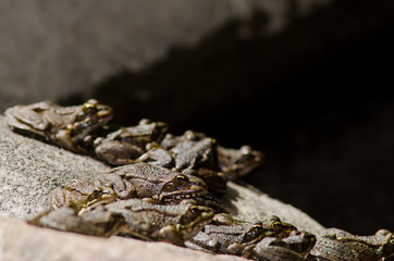 Perez's frogs Pelophylax perezi. The Nublo Rural Park. Tejeda. Gran Canaria. Canary Islands. Spain.