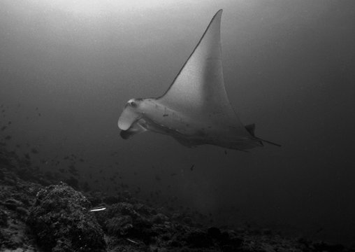Manta ray in Arabian sea, Baa Atoll, Maldives, underwater photograph