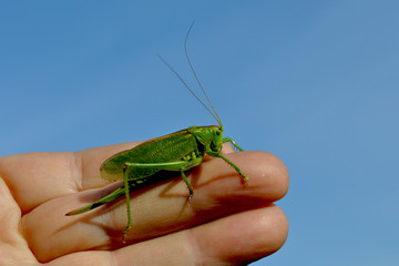 Green grasshopper close-up on a hand