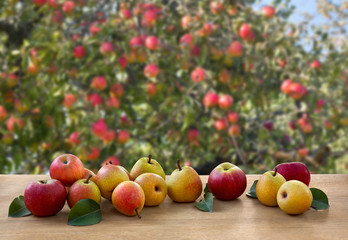 Ripe red apples and yellow pears on wooden table on garden background