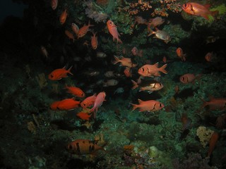 Fototapeta na wymiar Soldierfish in Arabian sea, Baa Atoll, Maldives, underwater photograph