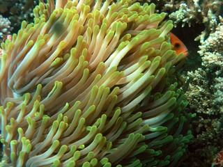 Fototapeta na wymiar Maldive anemonefish, Maldivian clownfish in Arabian sea, Baa Atoll, Maldives, underwater photograph