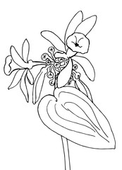A branch of blooming vanilla. Drawing for coloring antistress - 345741914