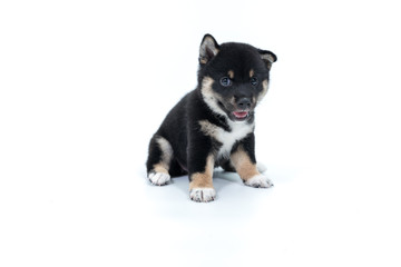 Shiba Inu on a white background. Shiba Inu is a Japanese dog that is famous all over the world.