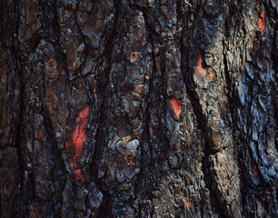 Texture of tree bark. Abstract background made of tree bark. Close up.
