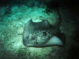 Black-blotched stingray in Arabian sea, Baa Atoll, Maldives, underwater photograph 