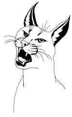 A cougar's head with its mouth open . Drawing for coloring - 345742103