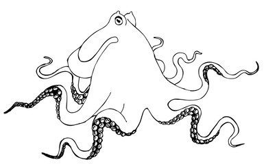 Octopus. Drawing for coloring antistress - 345742133