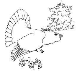 Capercaillie in the forest . Drawing for coloring - 345742154