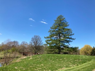 landscape with trees and blue sky
