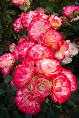 roses bush