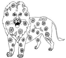 The African lion. Drawing for coloring - 345742361