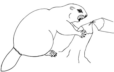 Drawing for coloring. Beaver nibbles on a tree - 345742383