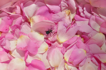 InsInsect on the background of petals from rose hipsect on the background of petals from rose hips