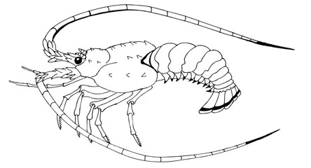Drawing for coloring. Langoust or decapod crayfish - 345742503