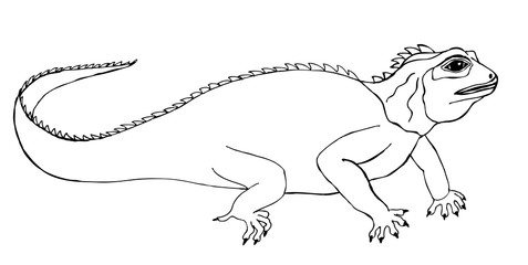 Drawing for coloring. Large iguana lizard - 345742539