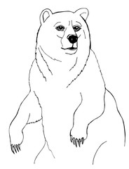 Drawing for coloring. The bear stands on its hind legs - 345742546