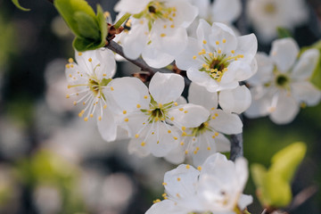 white cherry tree flowers in early spring