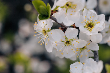 white cherry tree flowers in early spring