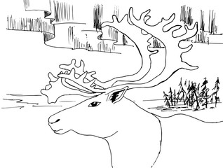 Drawing for coloring. The head of a reindeer on the background of the Aurora borealis - 345742588