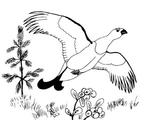 Drawing for coloring. Black Grouse takes off against the background of trees - 345742591