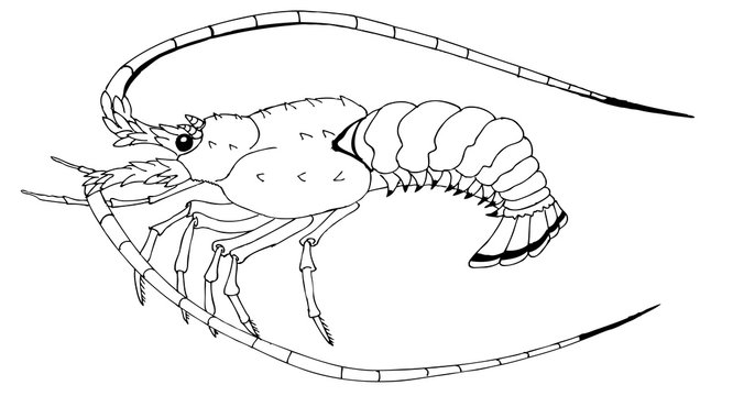 Drawing for coloring. Langoust or decapod crayfish