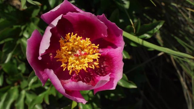 Beautiful purple flower moving by wind
