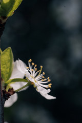 white cherry tree flowers in early spring
