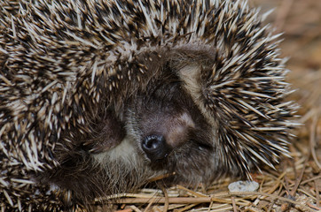 North African hedgehog Atelerix algirus in self-protection posture. The Nublo Rural Park. Tejeda. Gran Canaria. Canary Islands. Spain.