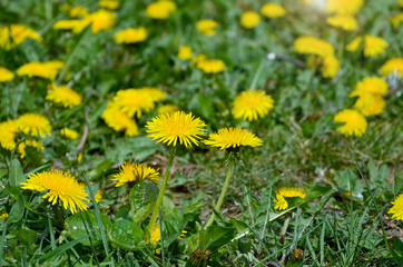 yellow dandelions in the grass in the sunlight