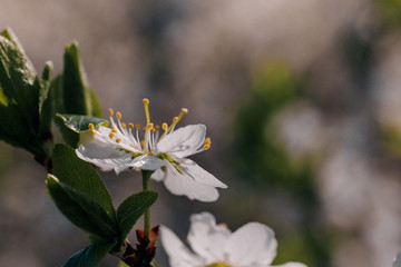 white cherry tree flowers in early spring